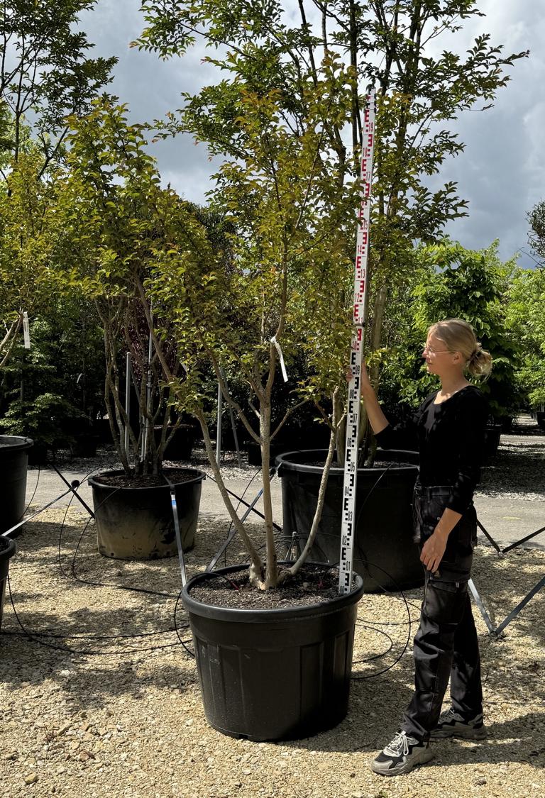 Lagerstroemia indica 'Souvenir d'Andre Desmartis'