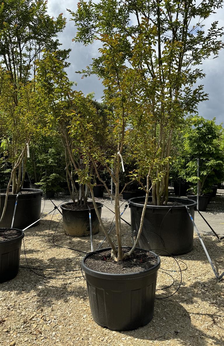 Lagerstroemia indica 'Souvenir d'Andre Desmartis'