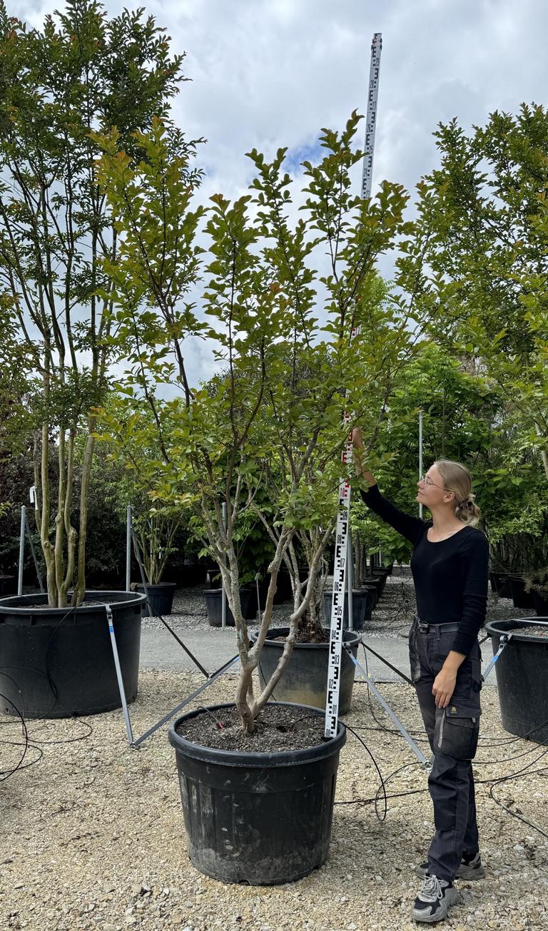 Lagerstroemia indica 'Saint-Emilion'