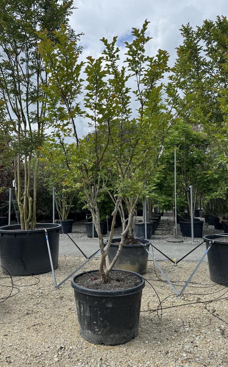 Lagerstroemia indica 'Saint-Emilion'