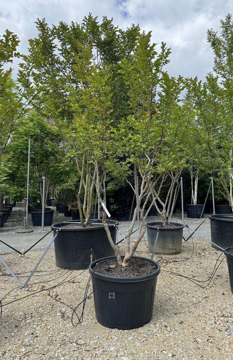 Lagerstroemia indica 'Saint-Emilion'