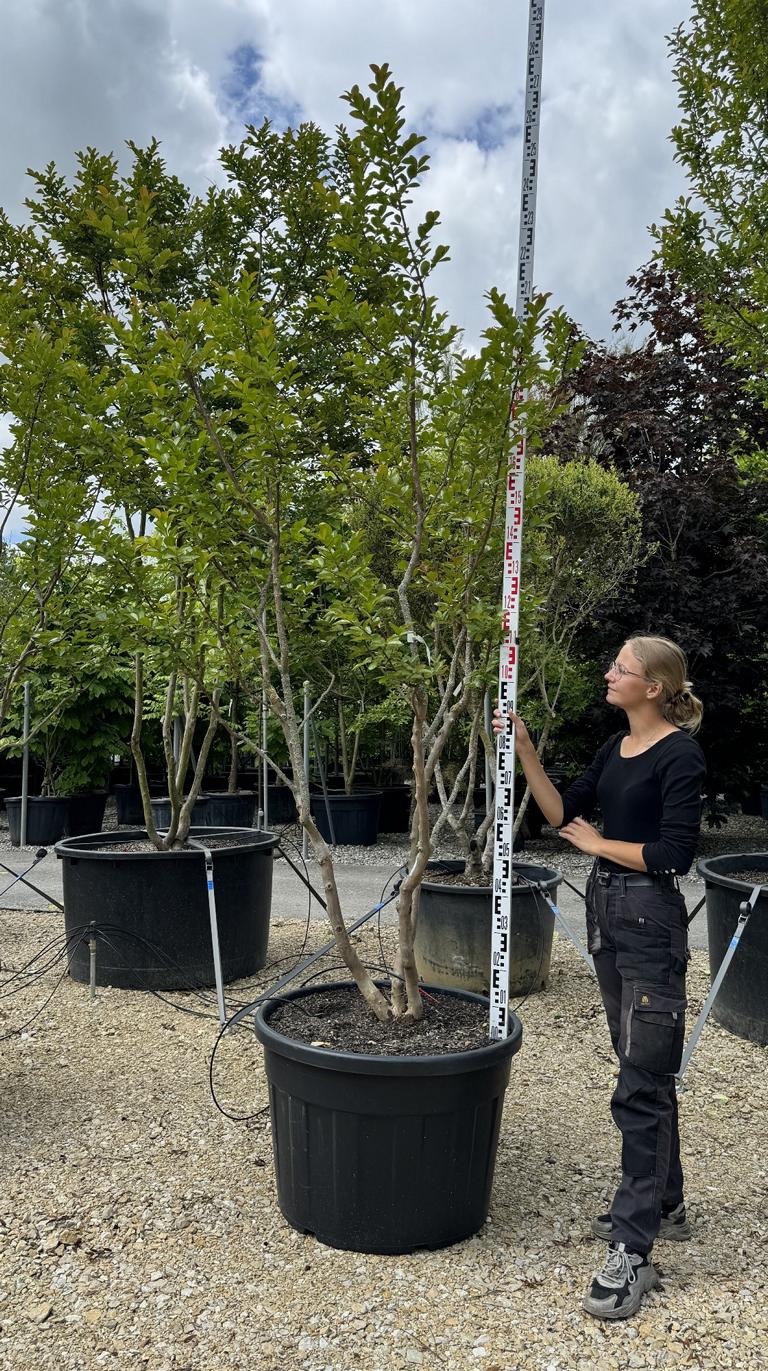 Lagerstroemia indica 'Saint-Emilion'