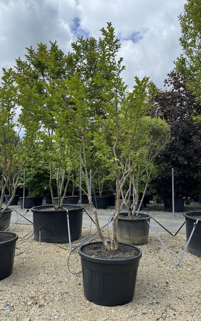 Lagerstroemia indica 'Saint-Emilion'