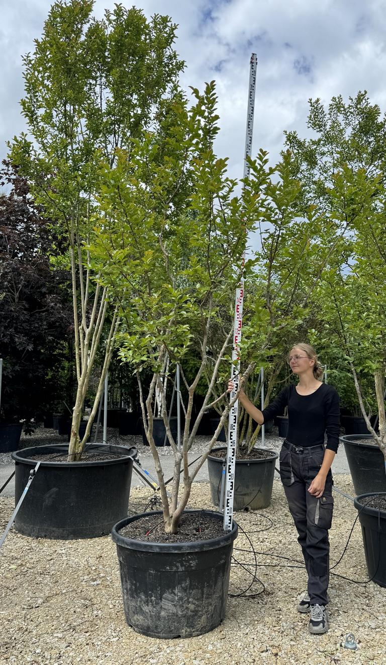 Lagerstroemia indica 'Saint-Emilion'