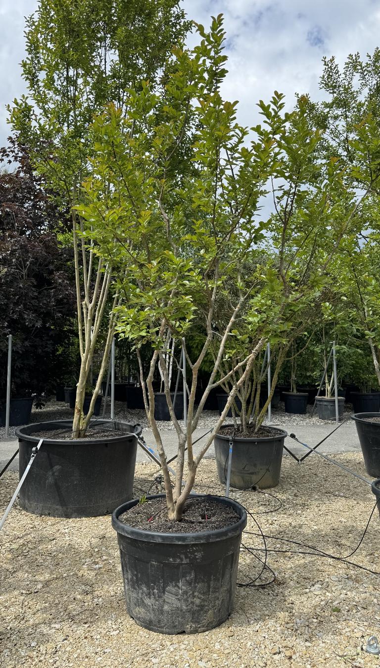 Lagerstroemia indica 'Saint-Emilion'
