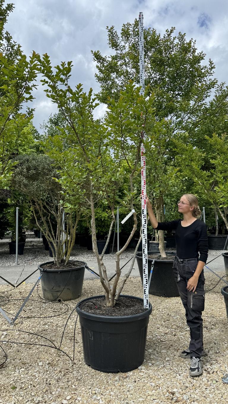 Lagerstroemia indica 'Saint-Emilion'