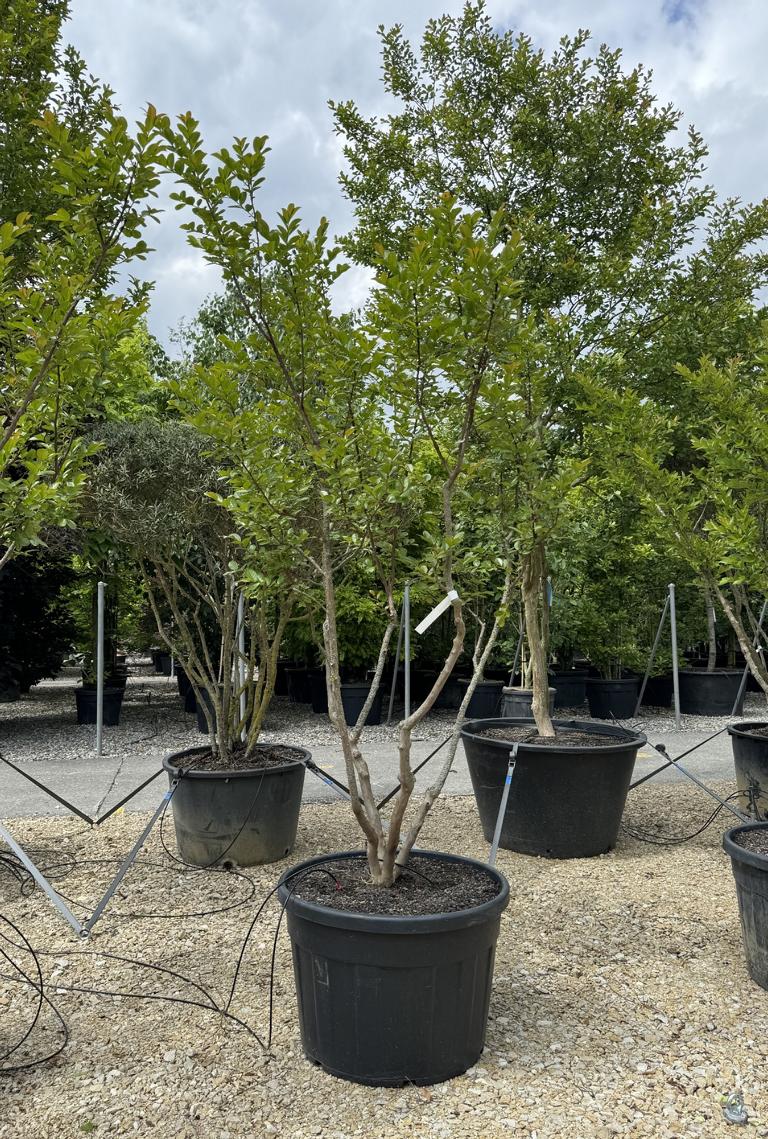 Lagerstroemia indica 'Saint-Emilion'