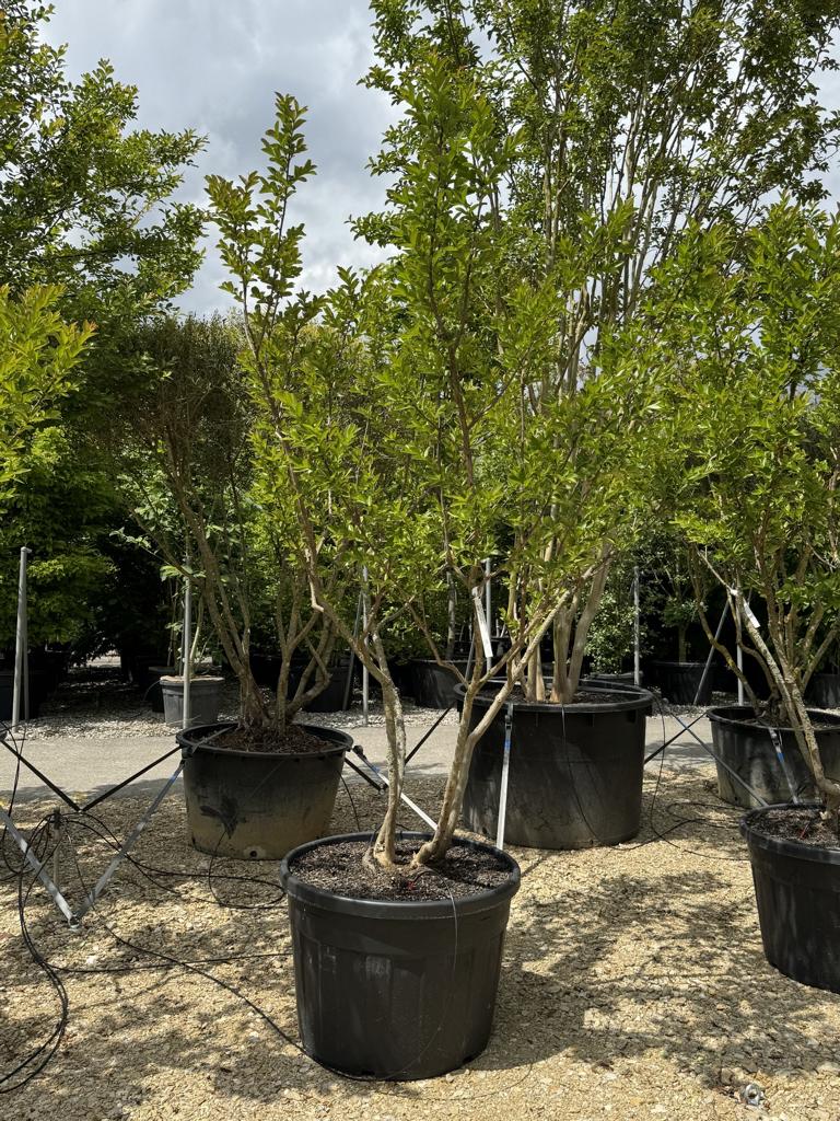 Lagerstroemia indica 'Rose Indien'