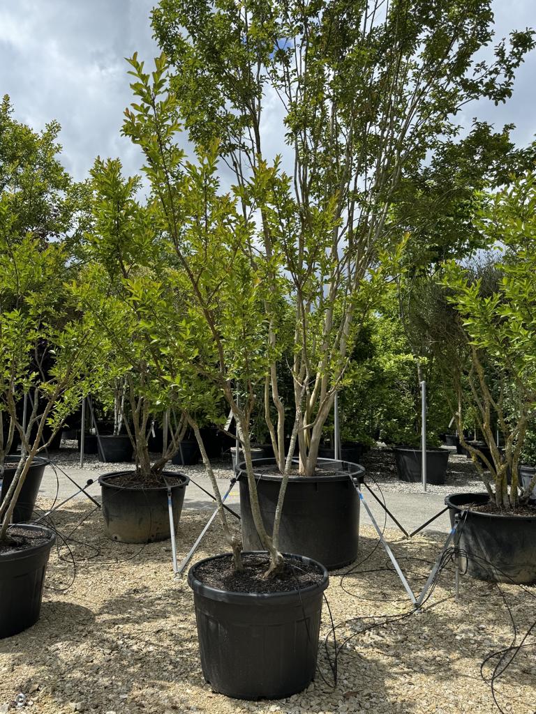 Lagerstroemia indica 'Rose Indien'