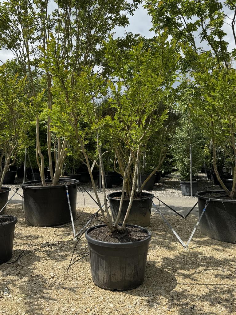 Lagerstroemia indica 'Rose Indien'