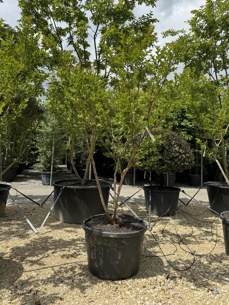 Lagerstroemia indica 'Rose Indien'