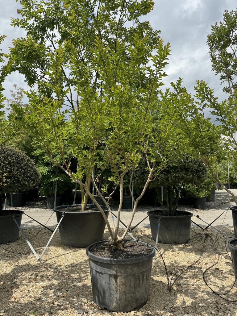 Lagerstroemia indica 'Rose Indien'