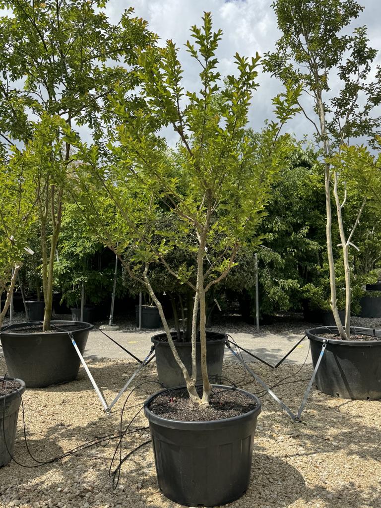 Lagerstroemia indica 'Rose Indien'