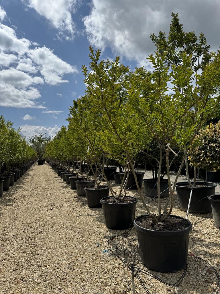 Lagerstroemia indica 'Rose Indien'