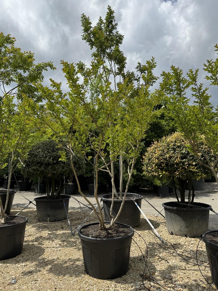 Lagerstroemia indica 'Rose Indien'