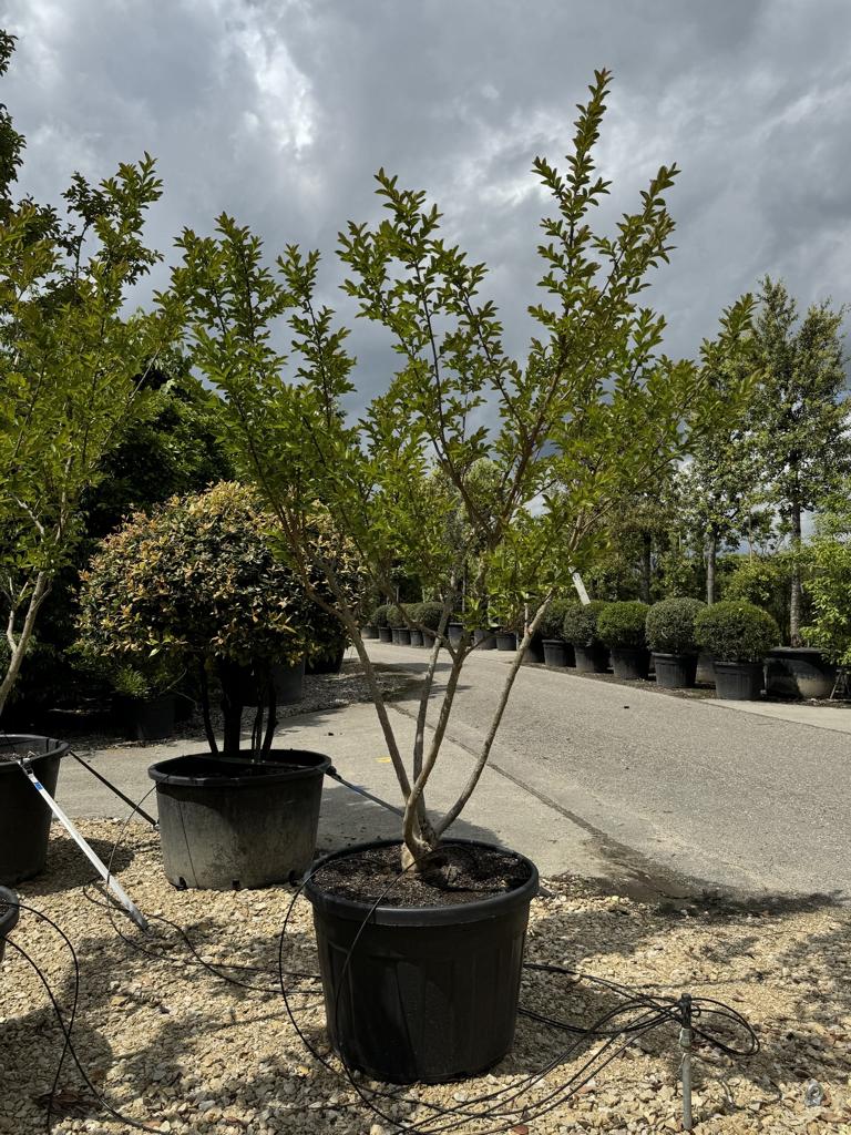 Lagerstroemia indica 'Rose Indien'