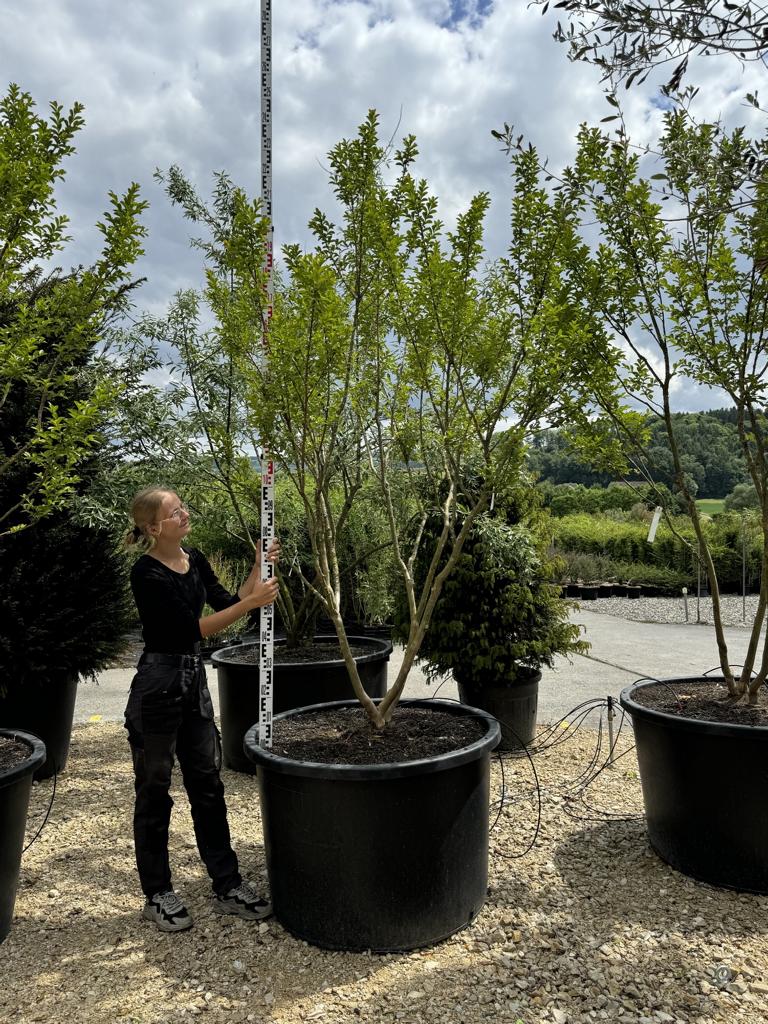 Lagerstroemia indica 'Monbazillac'