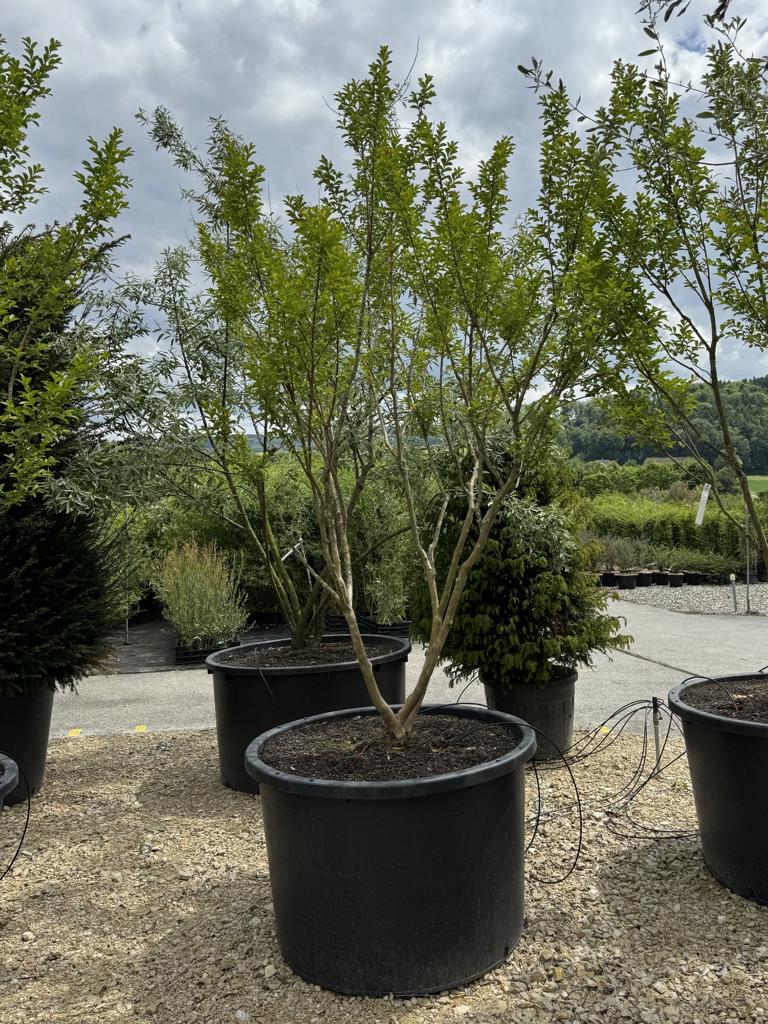 Lagerstroemia indica 'Monbazillac'