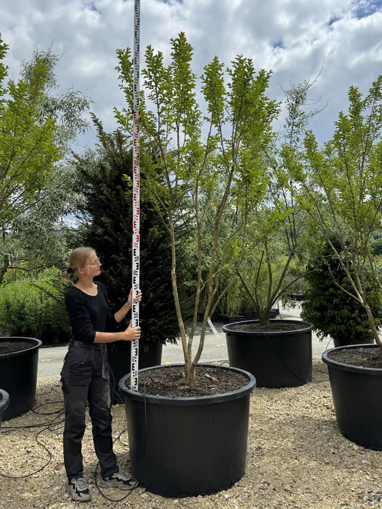 Lagerstroemia indica 'Monbazillac'