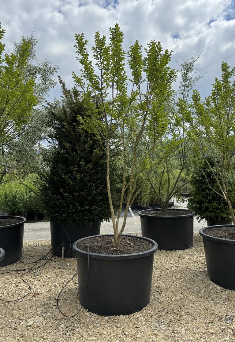 Lagerstroemia indica 'Monbazillac'