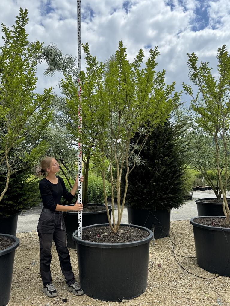 Lagerstroemia indica 'Monbazillac'