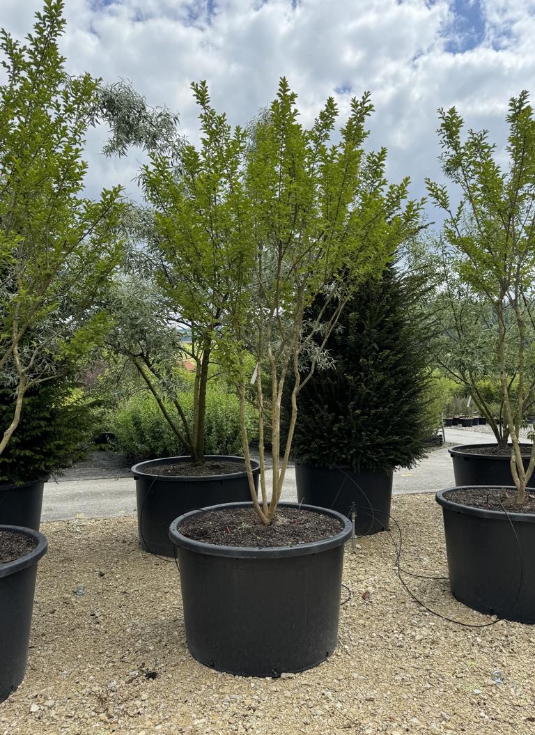 Lagerstroemia indica 'Monbazillac'
