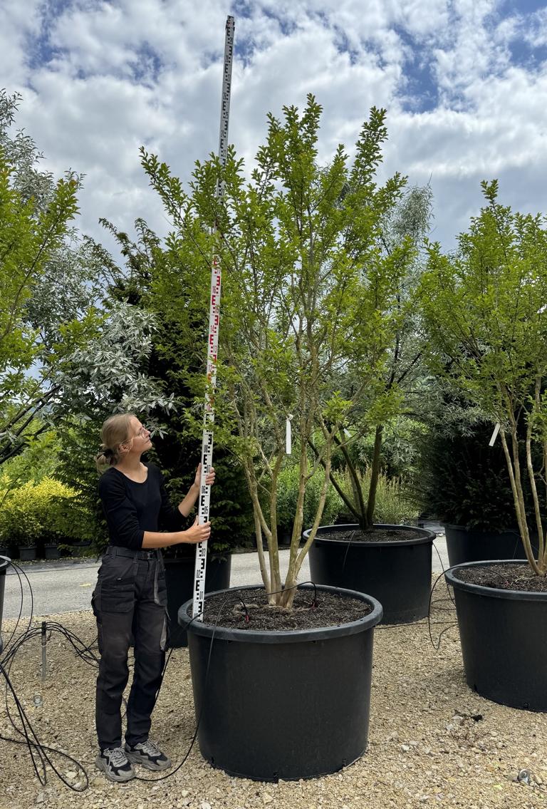 Lagerstroemia indica 'Monbazillac'