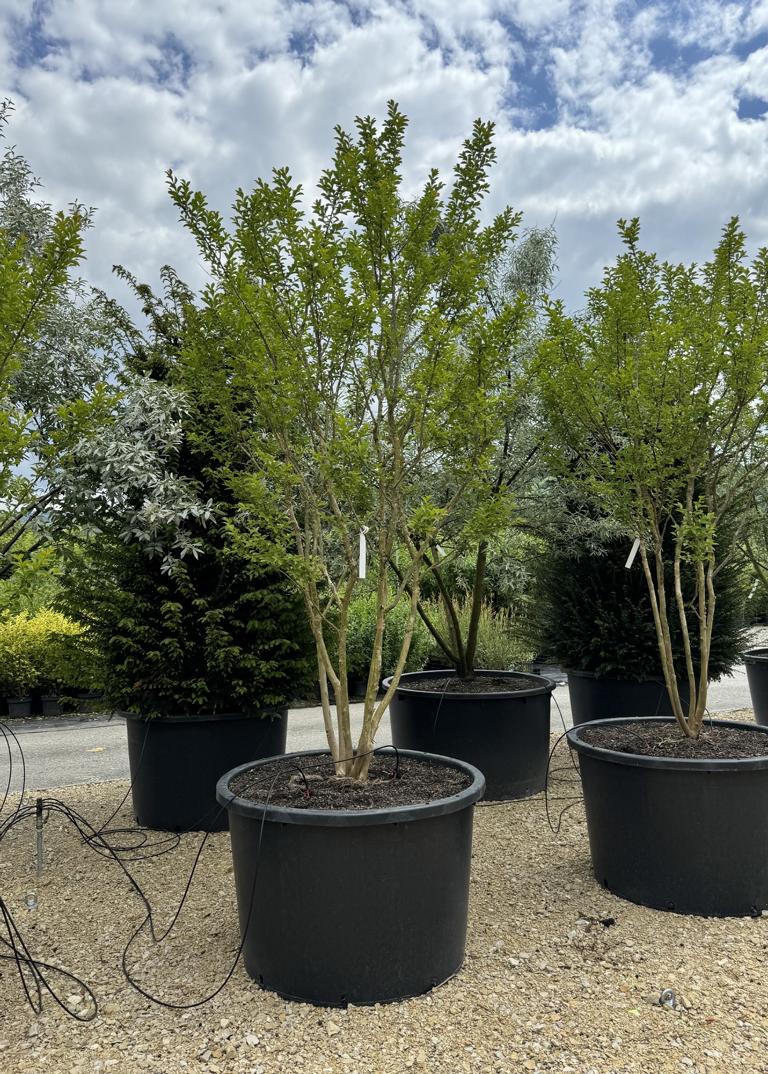 Lagerstroemia indica 'Monbazillac'