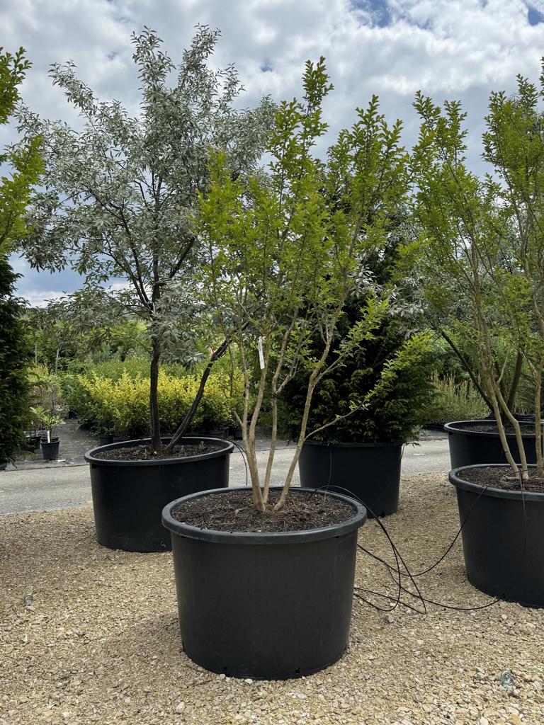 Lagerstroemia indica 'Monbazillac'