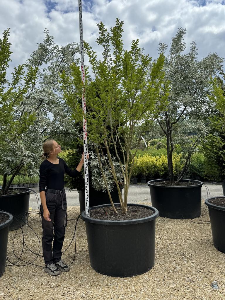 Lagerstroemia indica 'Monbazillac'