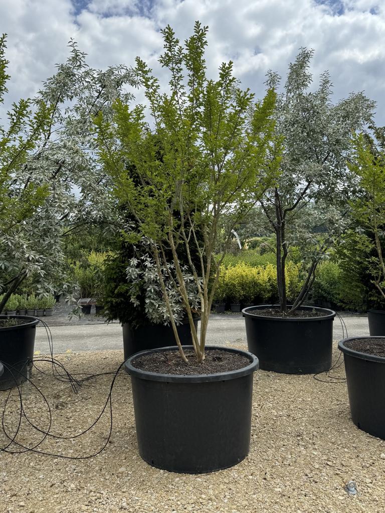 Lagerstroemia indica 'Monbazillac'