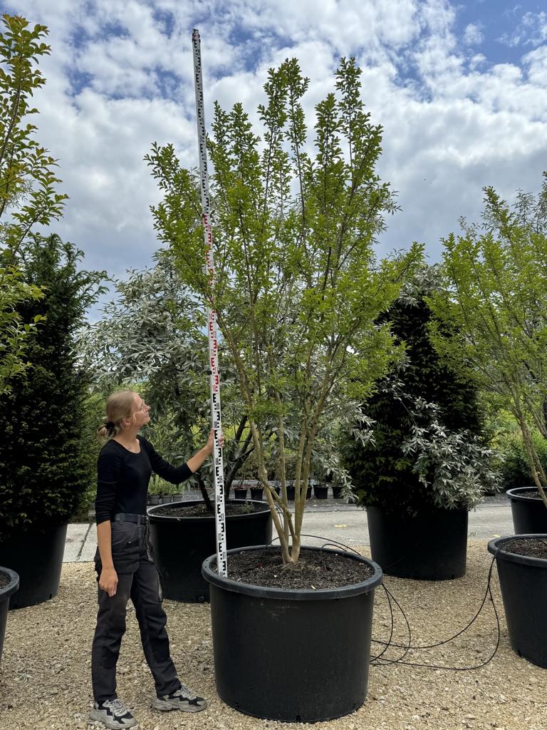 Lagerstroemia indica 'Monbazillac'