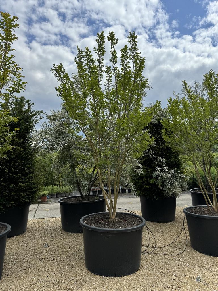 Lagerstroemia indica 'Monbazillac'