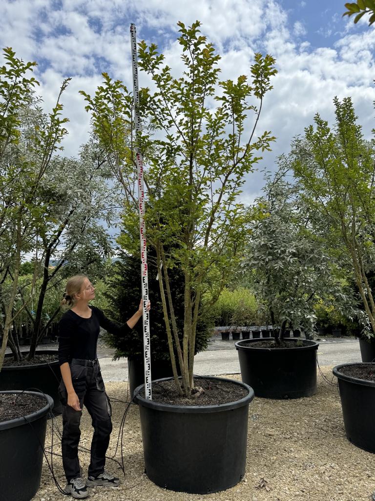 Lagerstroemia 'Natchez'