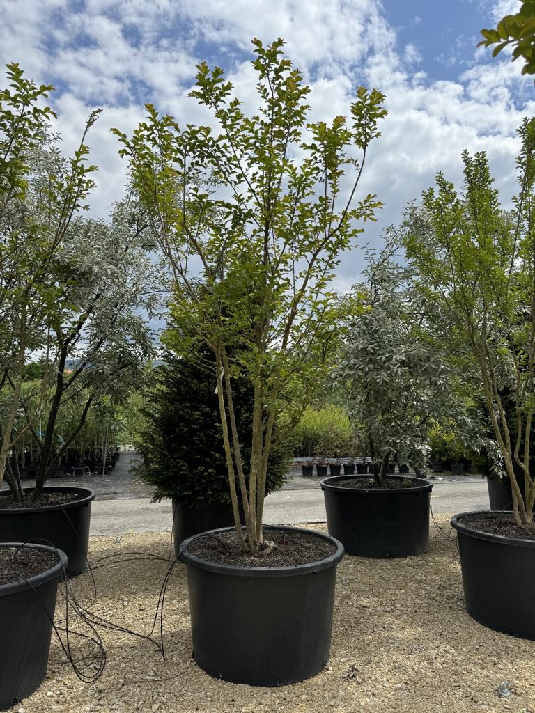 Lagerstroemia 'Natchez'