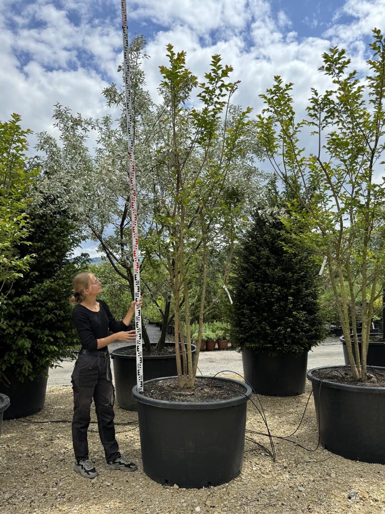 Lagerstroemia 'Natchez'