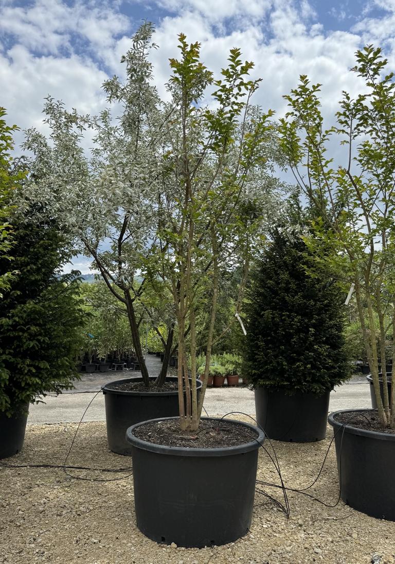 Lagerstroemia 'Natchez'