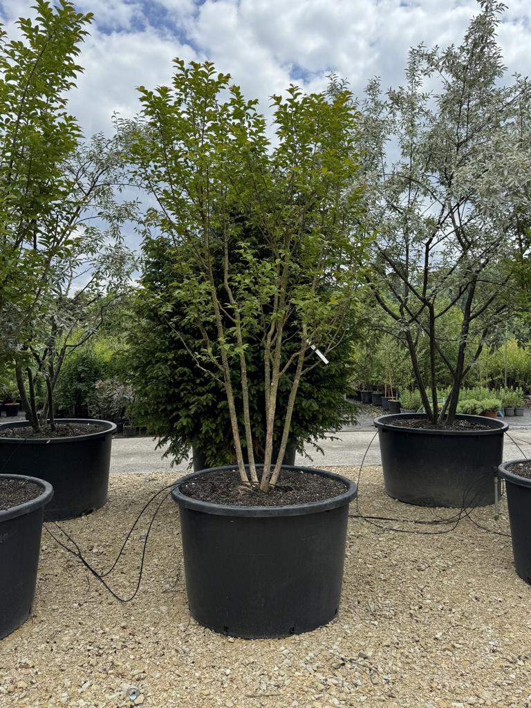 Lagerstroemia 'Natchez'