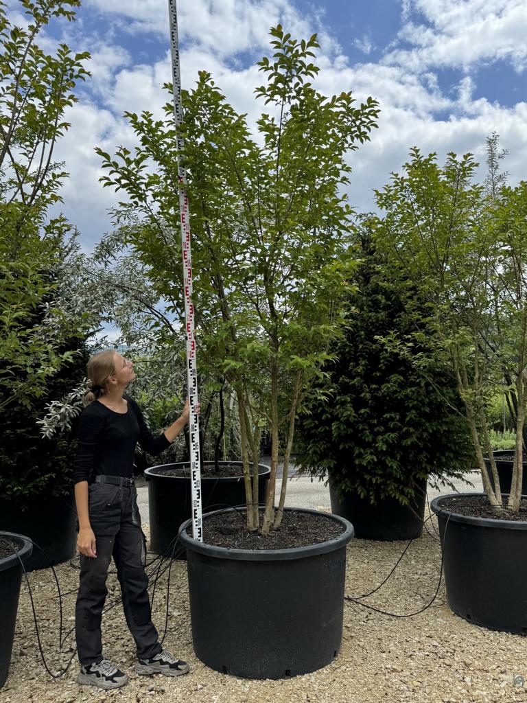 Lagerstroemia 'Natchez'