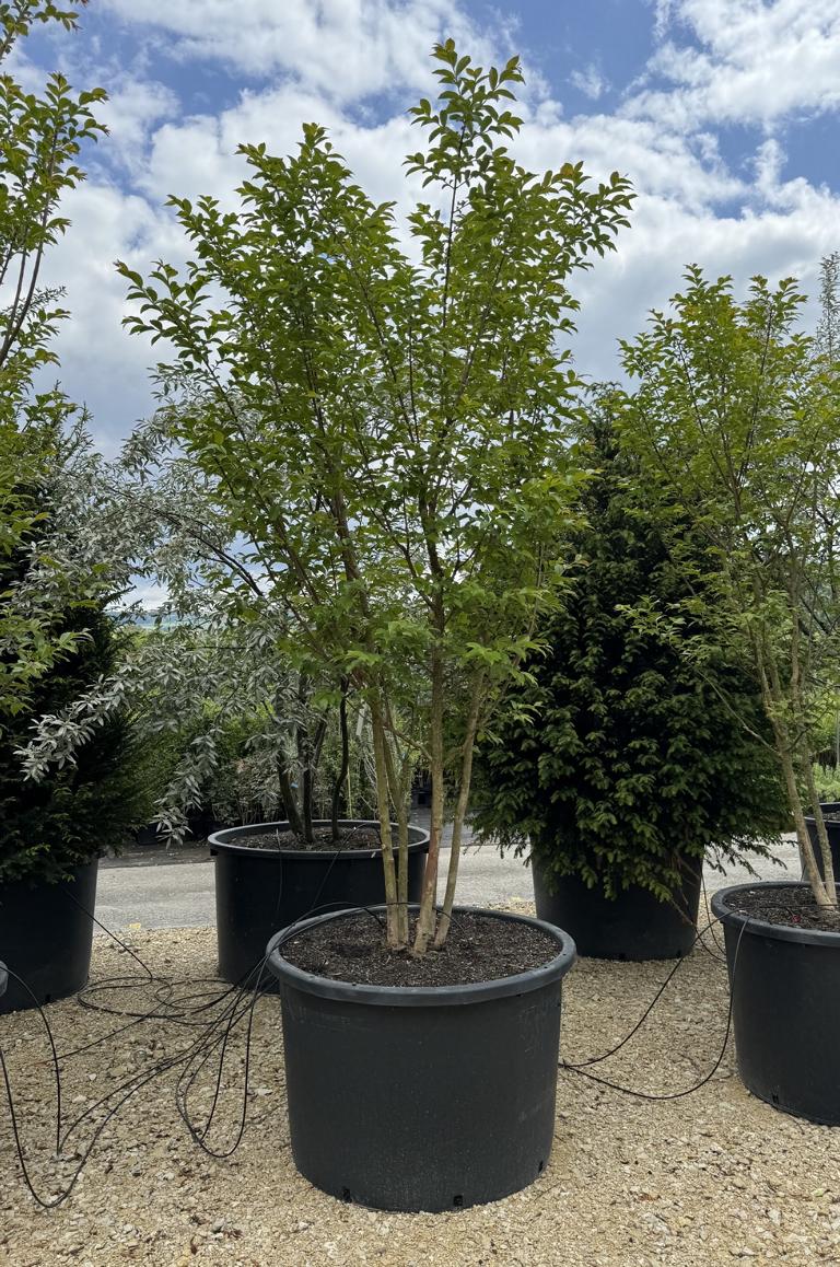 Lagerstroemia 'Natchez'