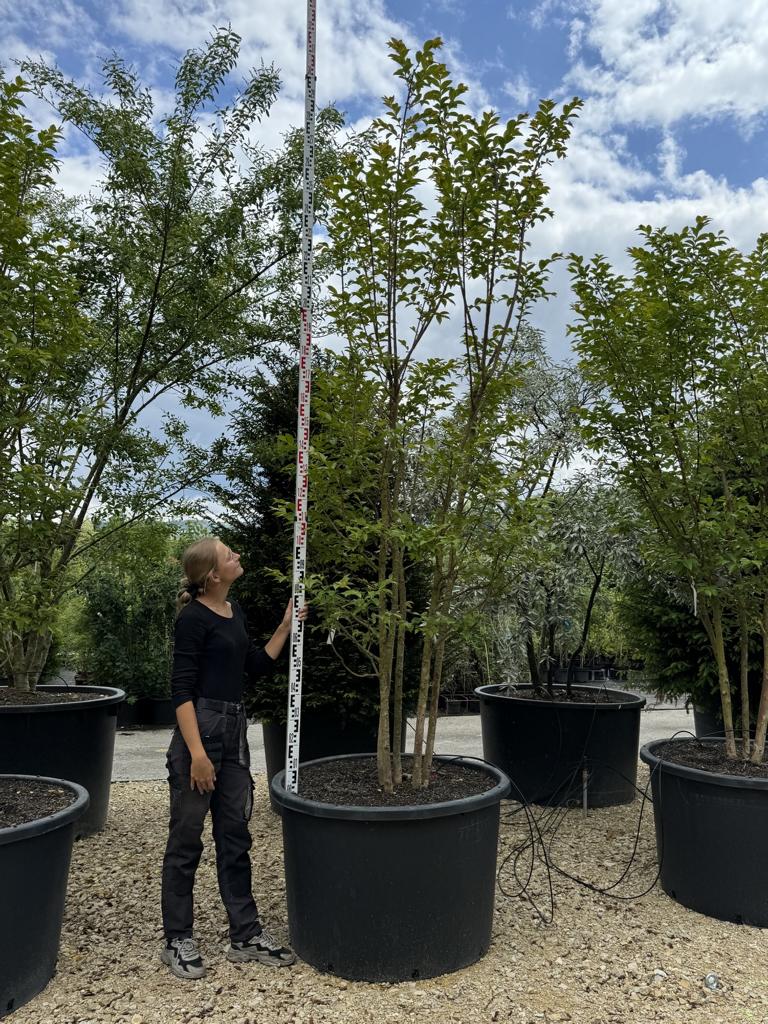 Lagerstroemia 'Natchez'
