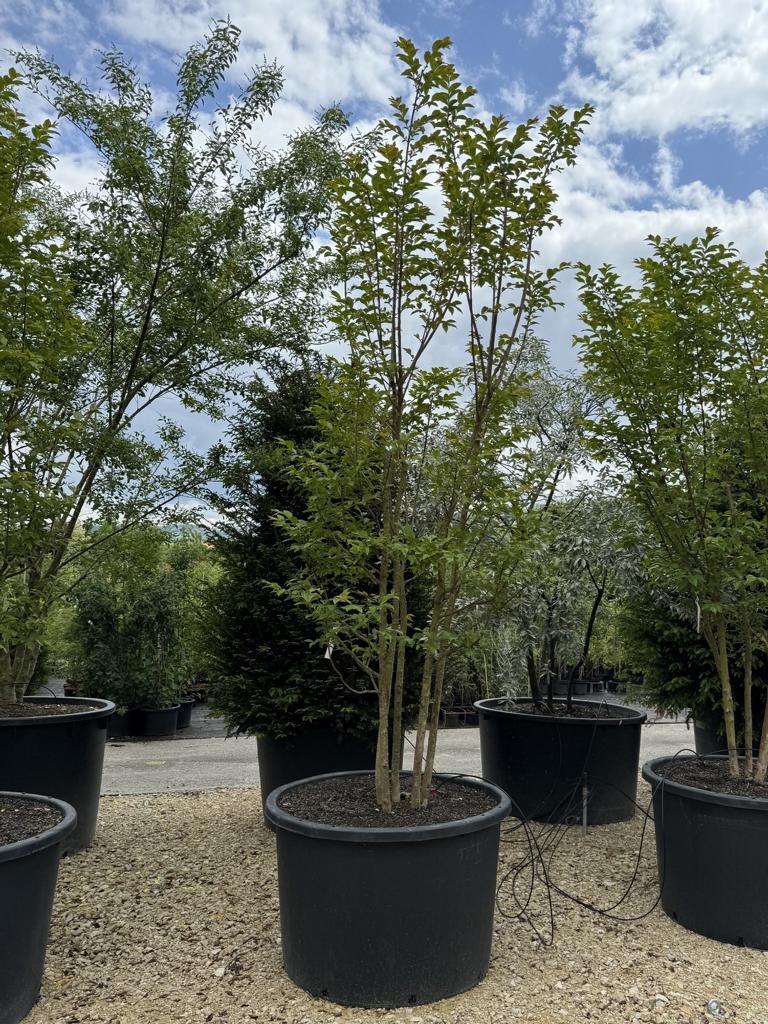 Lagerstroemia 'Natchez'