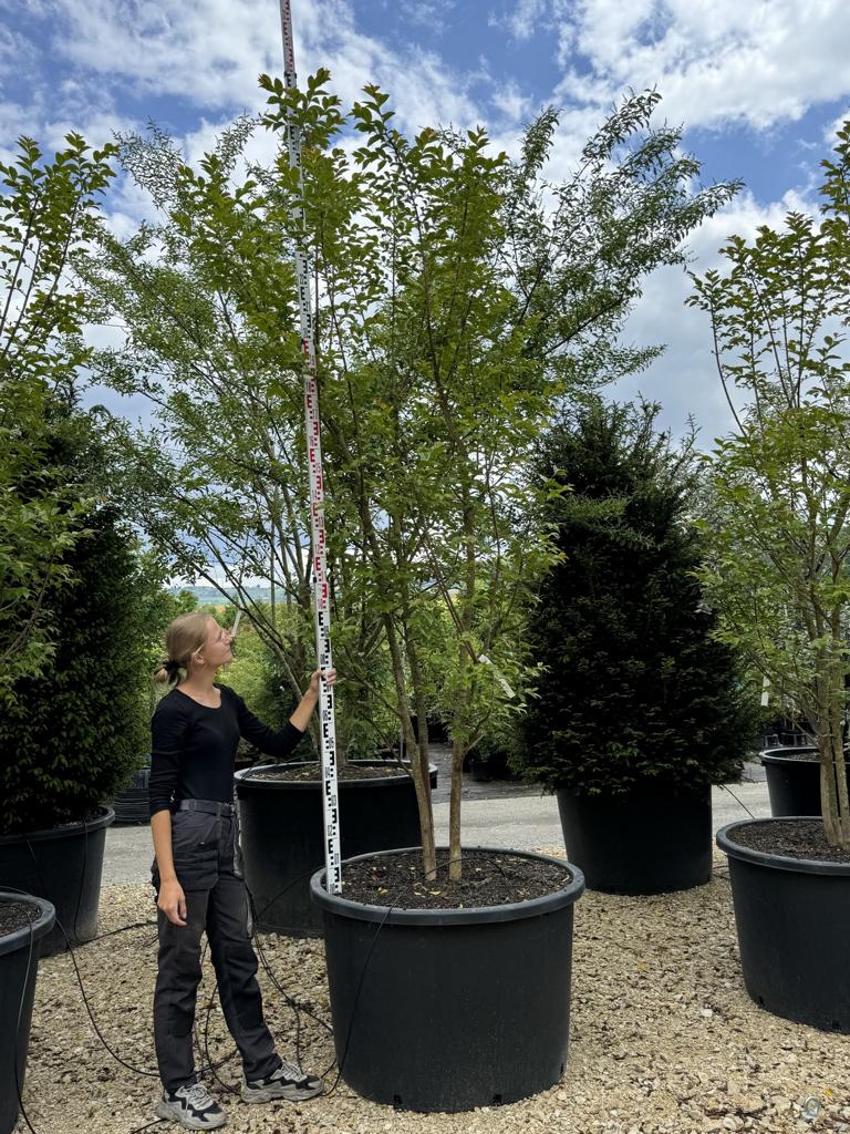 Lagerstroemia 'Natchez'