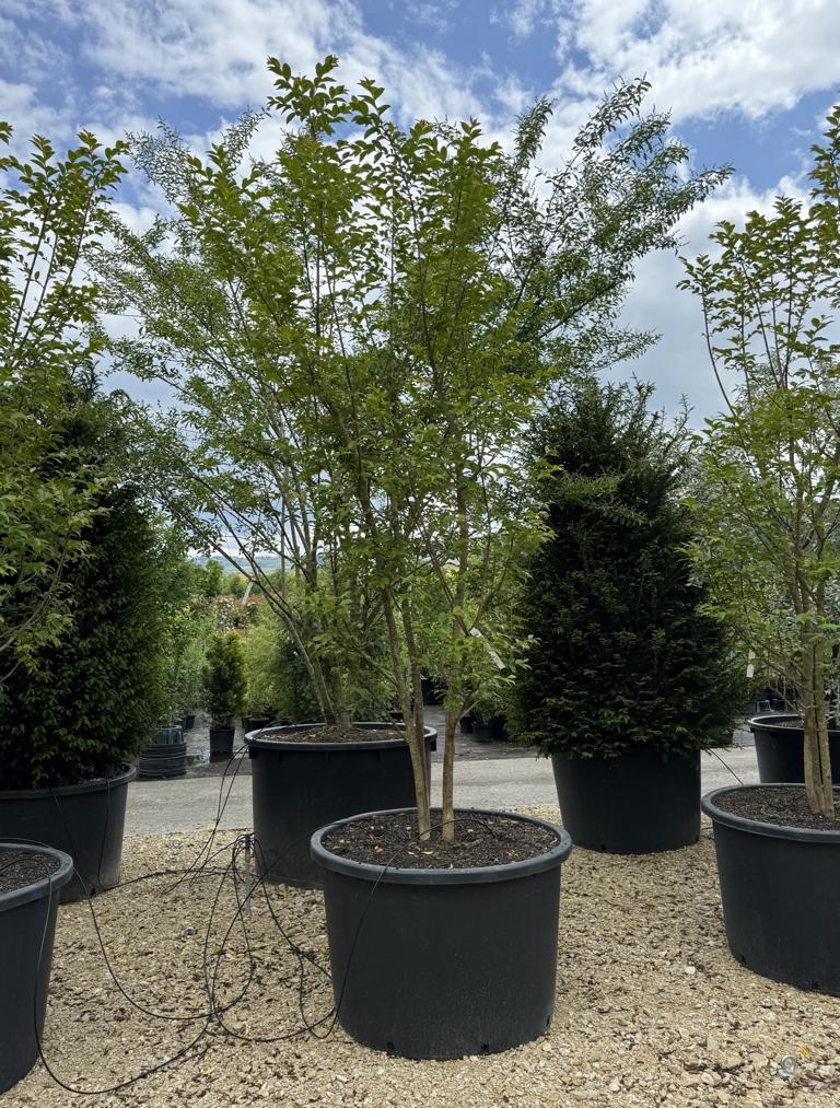 Lagerstroemia 'Natchez'