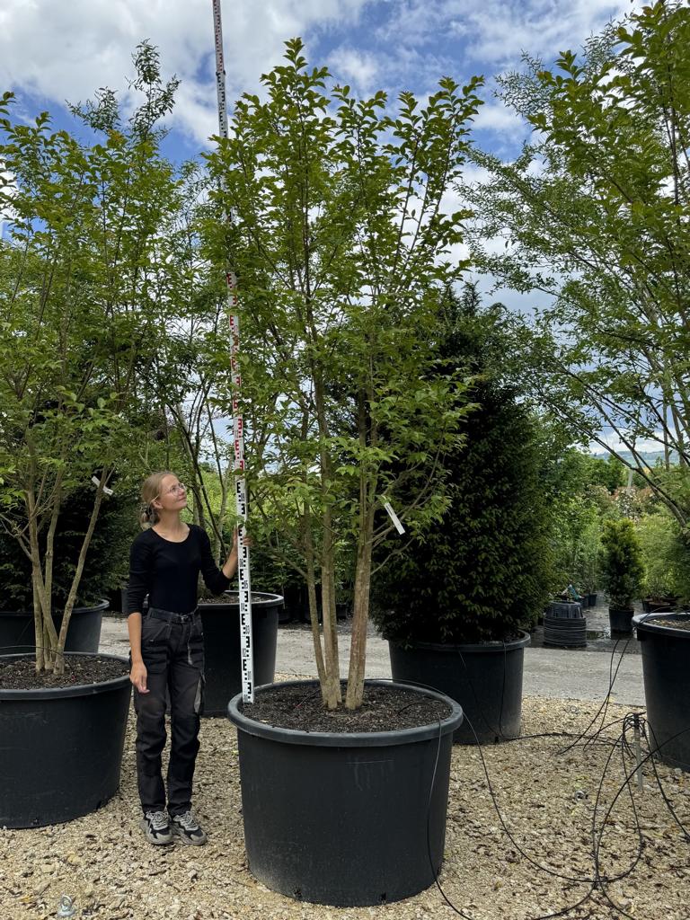 Lagerstroemia 'Natchez'
