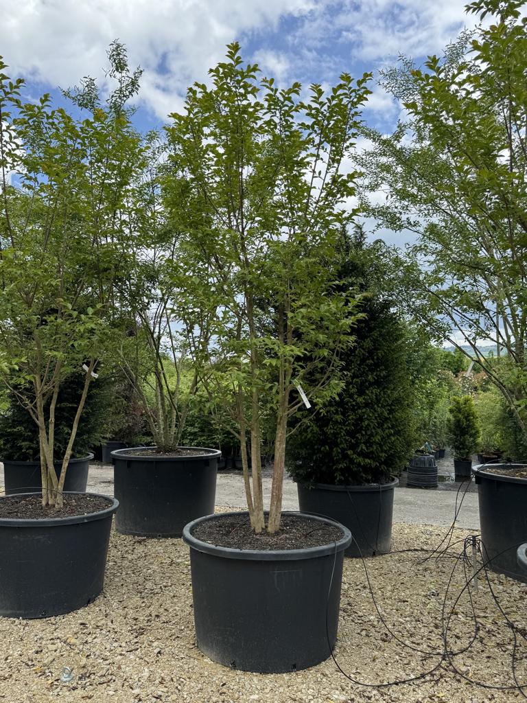 Lagerstroemia 'Natchez'