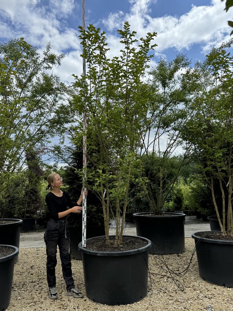 Lagerstroemia 'Natchez'