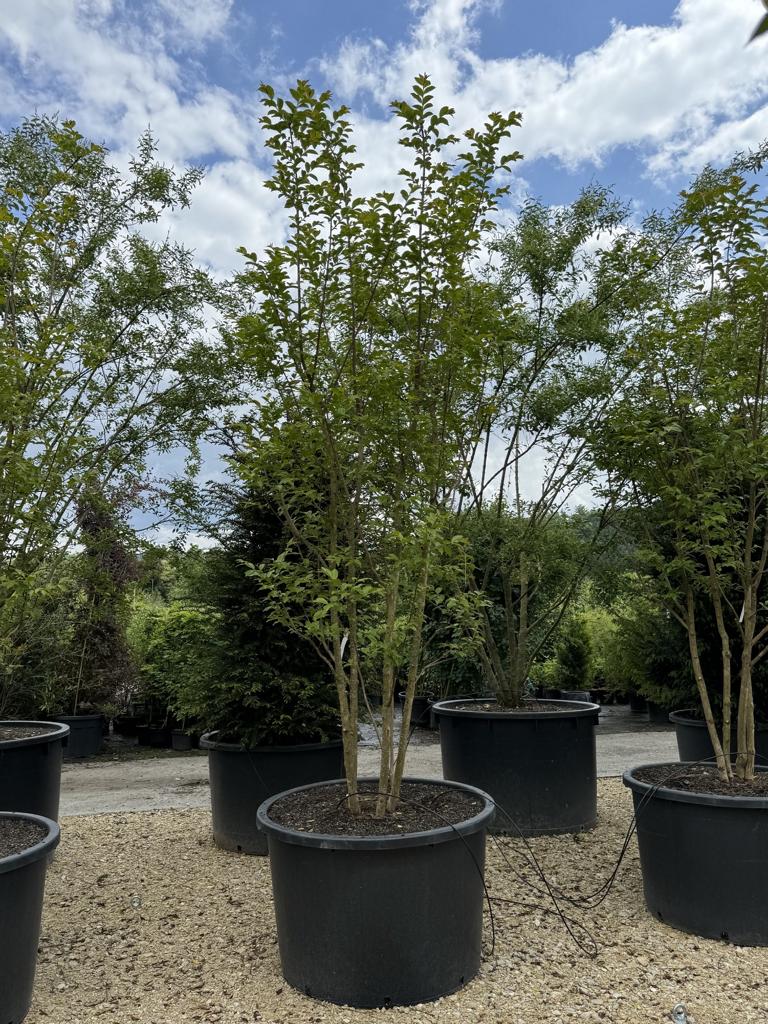 Lagerstroemia 'Natchez'