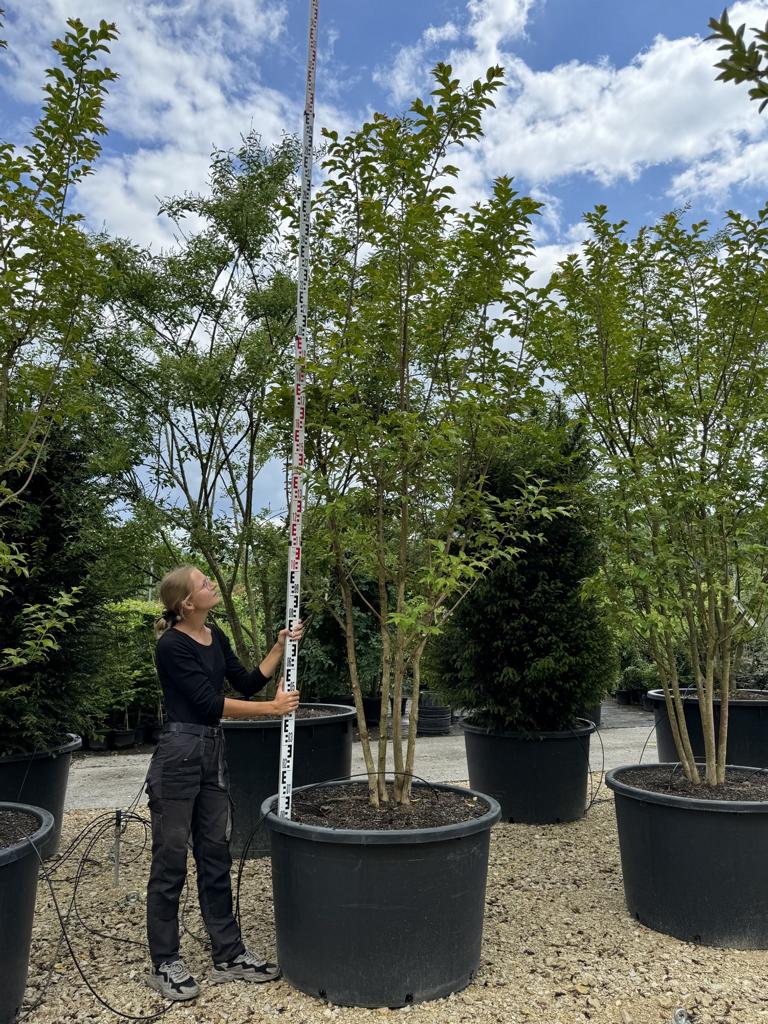 Lagerstroemia 'Natchez'