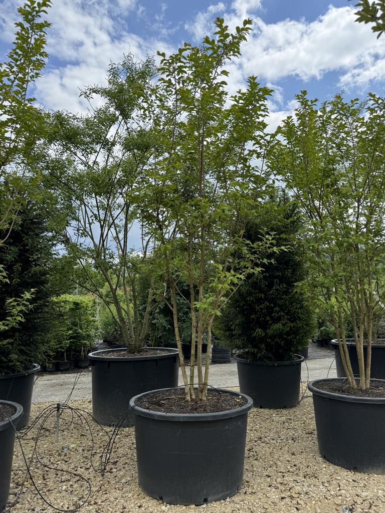 Lagerstroemia 'Natchez'